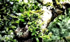 班盆古树普洱茶的特点