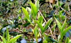 冰岛普洱茶的特点