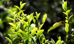 西半山磨烈普洱茶介绍