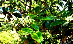 冰岛郊区茶之南美古树茶的特点