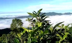 勐库懂过古树茶简介