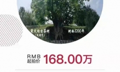 香竹箐锦绣茶王树10公斤鲜叶采摘权拍出1068万元天价