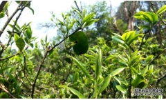 ��ΰ��ճ����ն����ˮ��