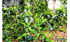 为何易武茶越转化越有力?
